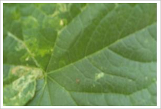 아메리카 잎 굴파리 성충 