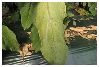  가지 잎 병징 증상