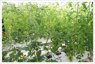  토마토 줄기와 잎의 발육상태