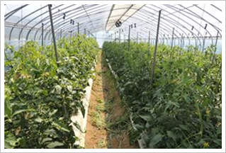 토마토 재배포장 전경 