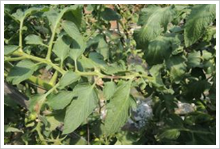  토마토 잎마름역병