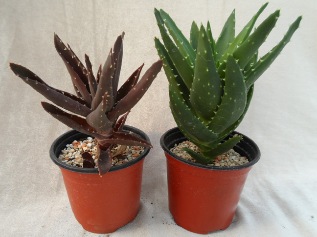 불야성(Aloe mitriformis) (오른쪽: 실내 광 수준)