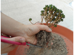 길게 자란 뿌리를 정리한다.