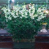덴파레