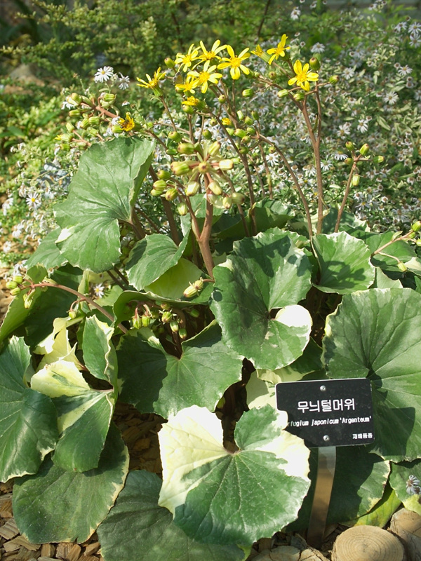 식물이미지