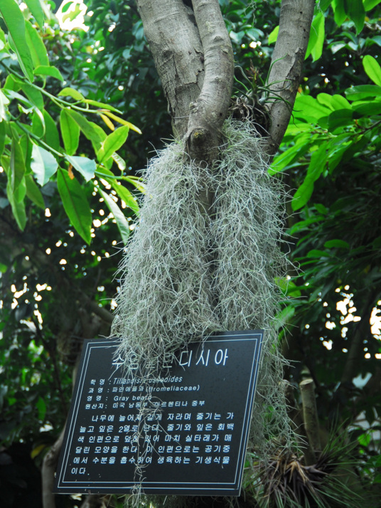 식물이미지