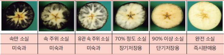 왼쪽부터 속만 소실 미숙과, 속 주위 소실 미숙과 유관 속 주위 소실 미숙과 70%정도 소실 장기저장용, 90% 이상 소실 단기저장용, 완전 소실 즉시판매용