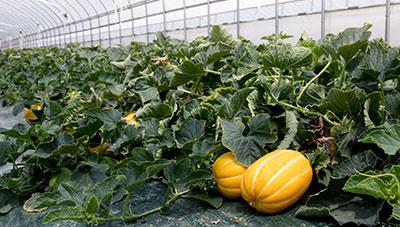 참외 박과퇴록바이러스 담배가루이 방제 피해예방