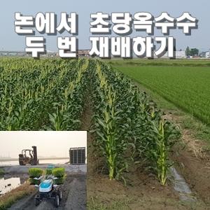 논을 이용한 초당옥수수 2기작재배 기계화 및 비용절감 기술