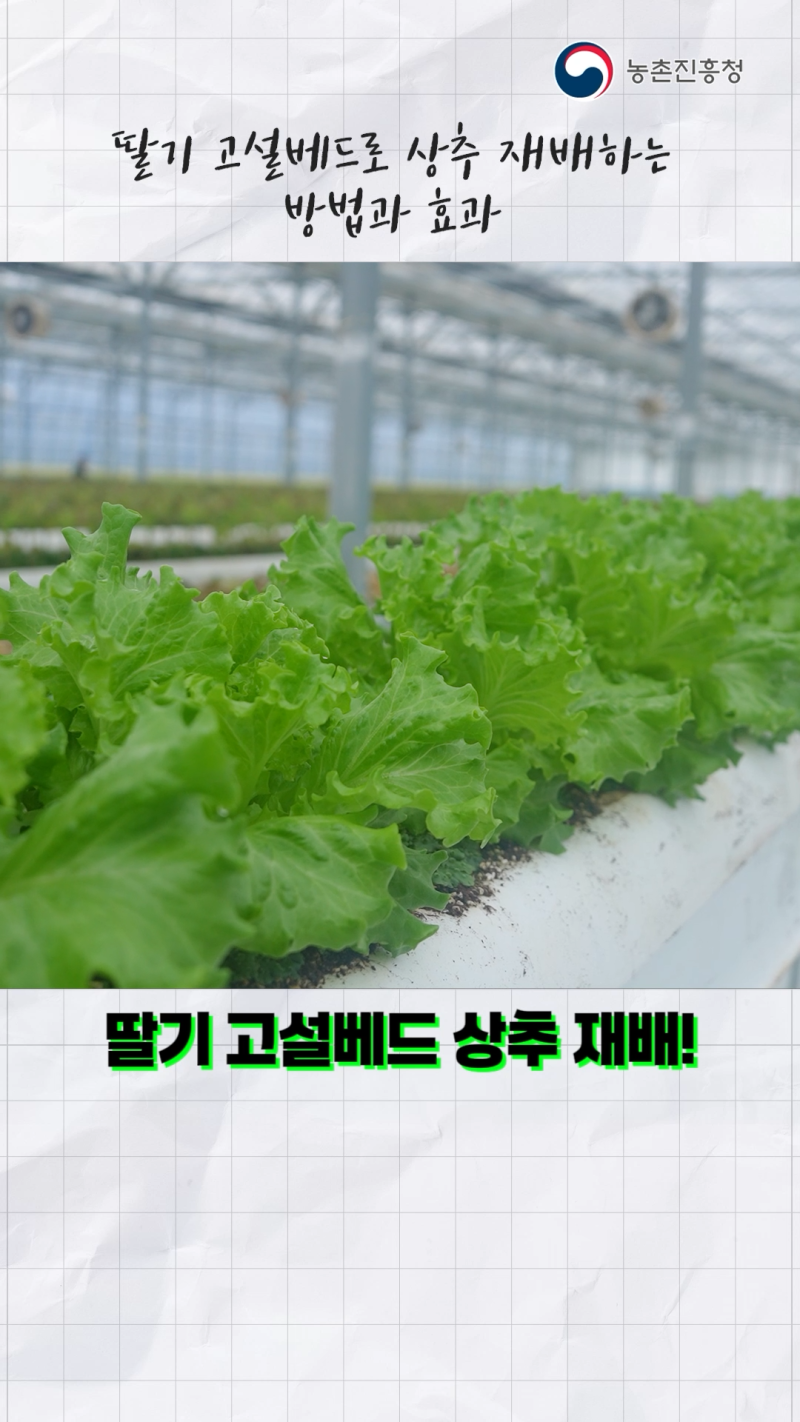 고온기 및 집중호우 기간 딸기 고설베드 활용 결구상추 간작 재배_쇼츠 B