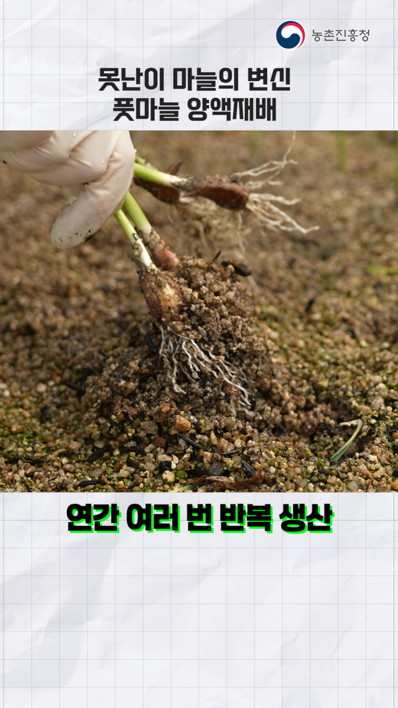 못난이 마늘의 변신, 풋마늘 양액재배 썸네일 이미지