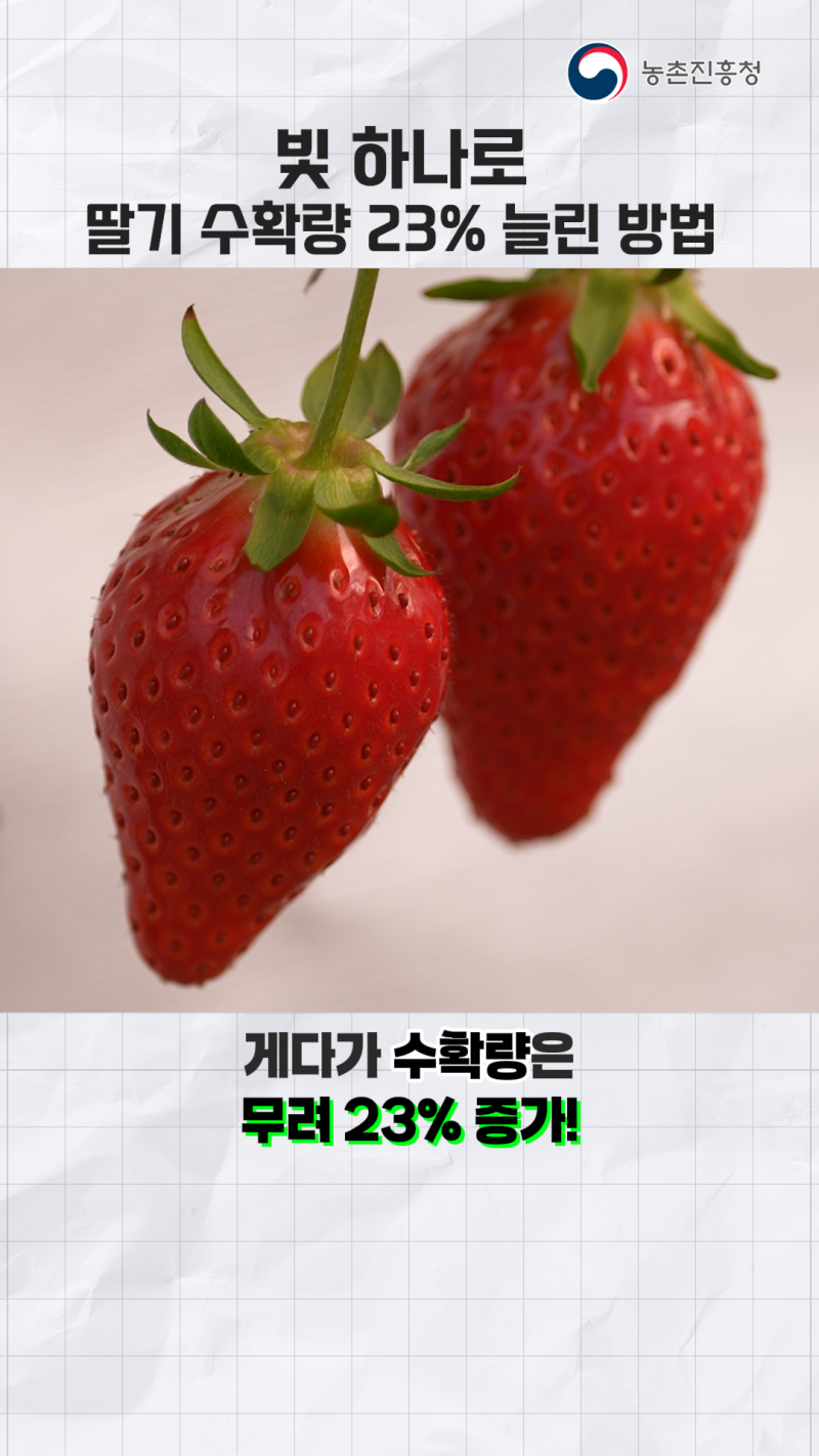 미세먼지·저일조, 시설딸기 맞춤형 보광기술로 걱정 끝!  썸네일 이미지