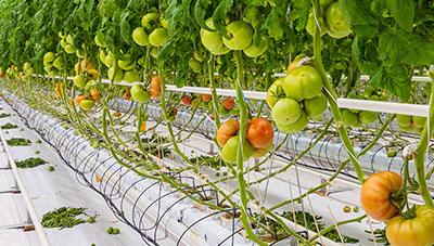 토마토 순환식 수경재배 기술