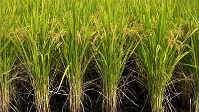쌀알이 투명하고 병에 강한 신품종 벼 '달하미' 개발