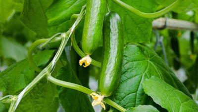 오이 잿빛곰팡이병 피해예방 안정생산