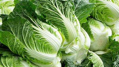 배추 무름병 확산우려 철저한 방제 필요