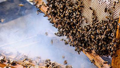 가을철 벌무리 관리가 월동기 꿀벌 피해 확산 좌우!