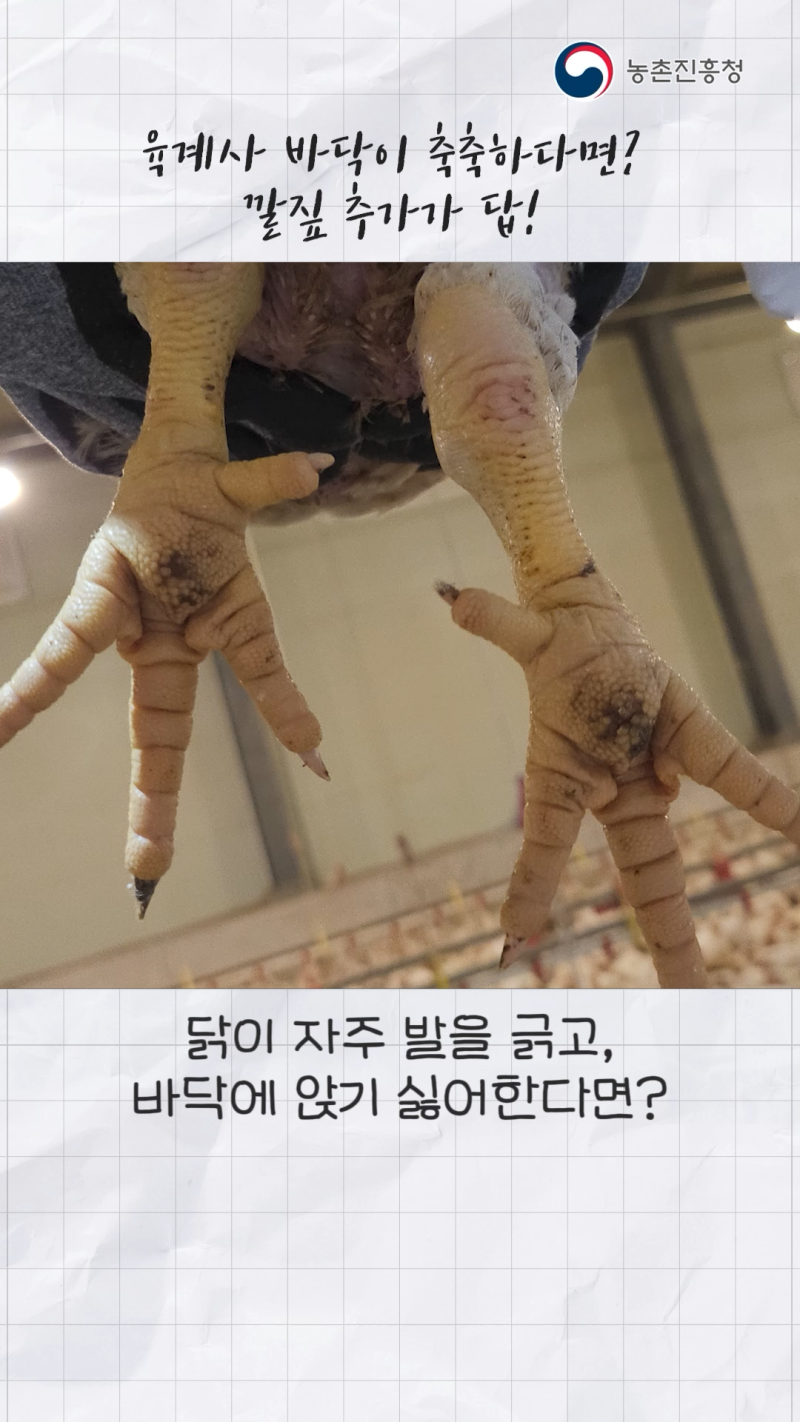 육계사 암모니아 저감을 위한 깔짚 살포기_쇼츠 A