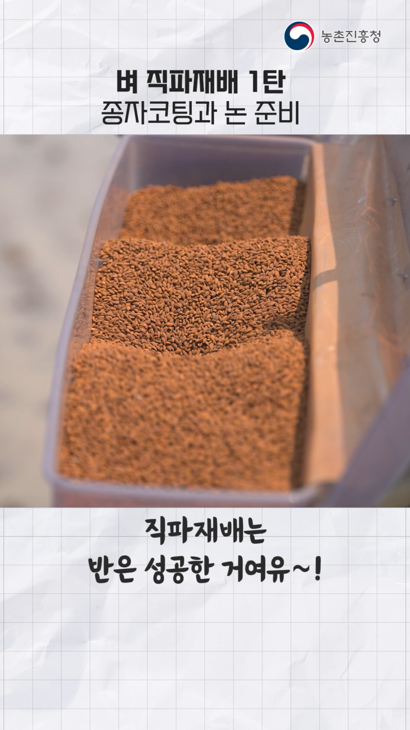 벼 직파재배 기술 쇼츠 A