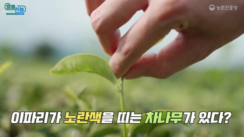 [알쓸신농 6화] 노란 잎 차나무 신품종 '금다'
