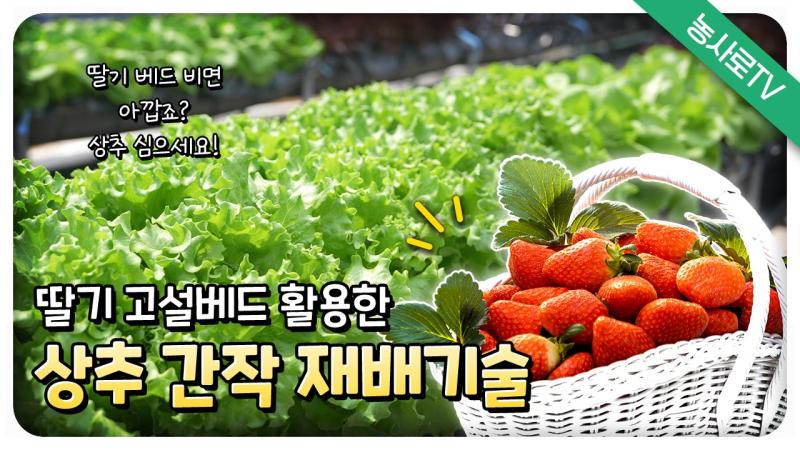고온기 및 집중호우 기간 딸기 고설베드 활용 결구상추 간작 재배