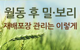 월동 후 밀·보리 재배포장 관리는 이렇게