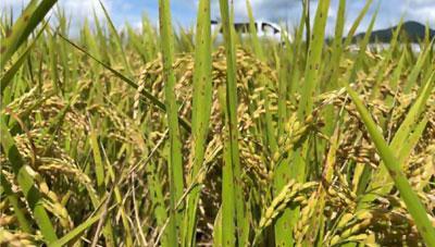 벼 깨씨무늬병 예방은 논 토양관리부터 시작