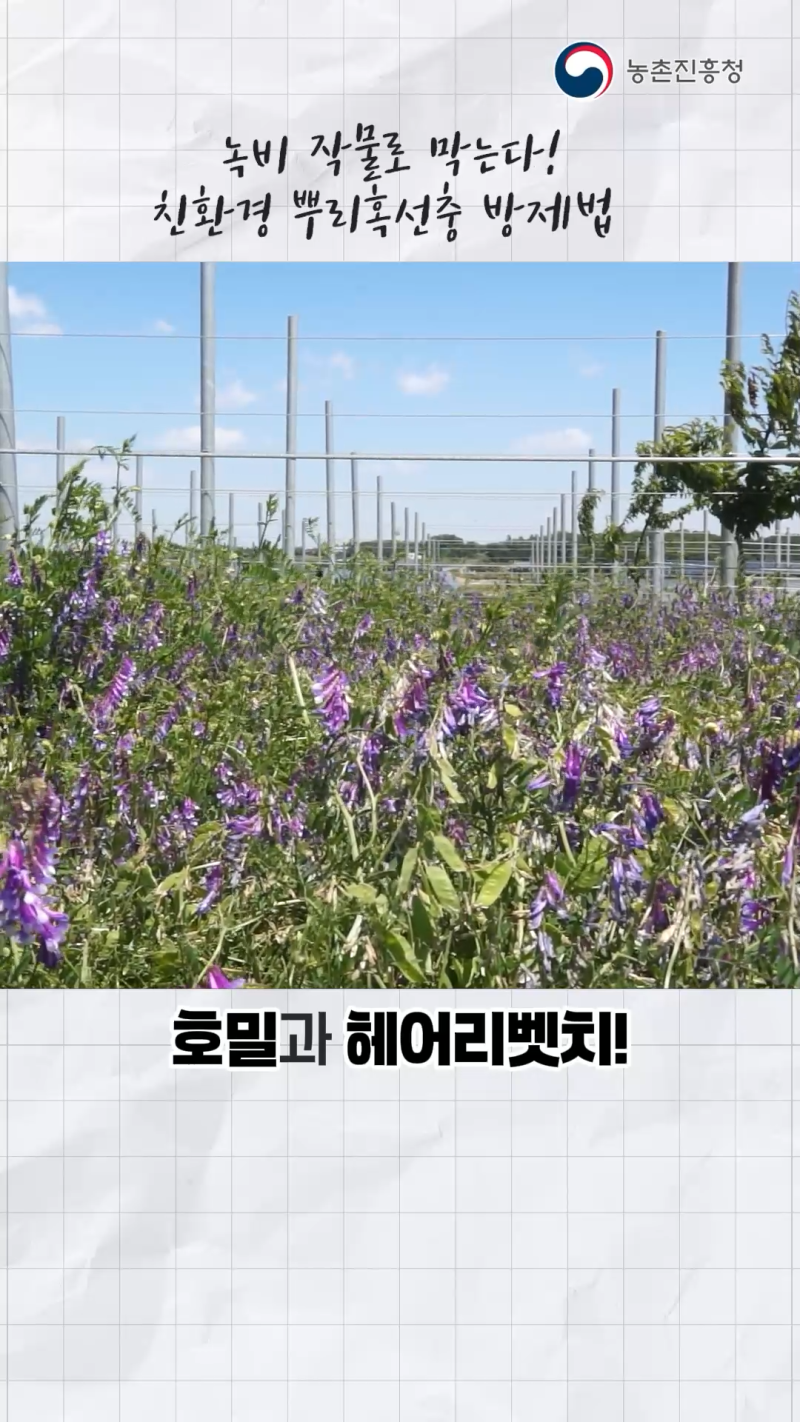 과채류 뿌리 혹선충_쇼츠B