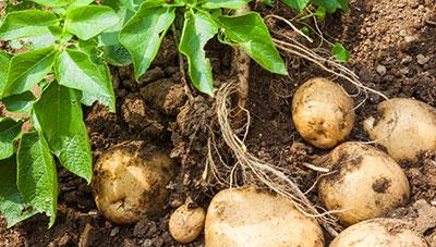 감자 잎말림바이러스 진딧물 방제로 피해예방