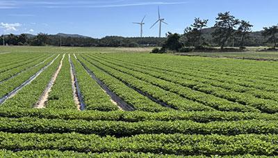 고올레산 땅콩, 이제 기계로 수확하세요!