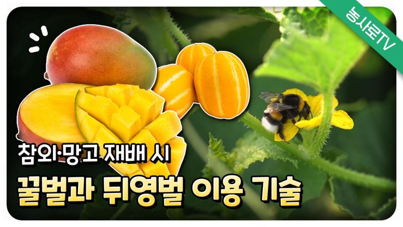 참외 망고 재배시 꿀벌과 뒤영벌 이용 기술