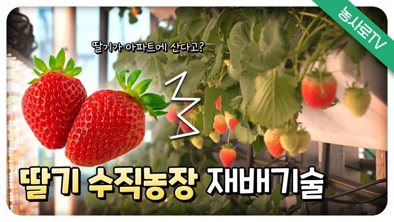 딸기 수직농장 재배기술