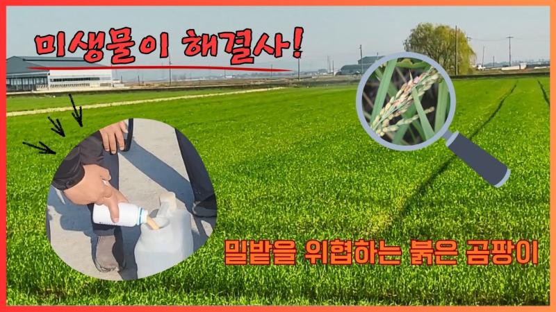 밀밭을 위협하는 붉은 곰팡이, 미생물이 해결사