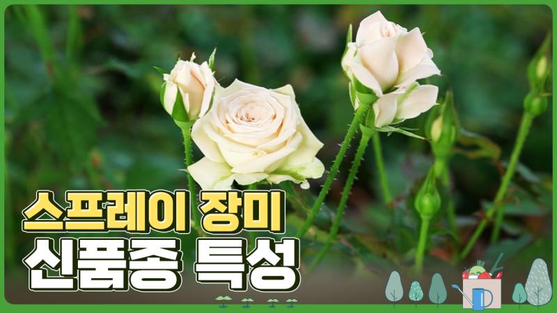 스프레이 장미 신품종 특성