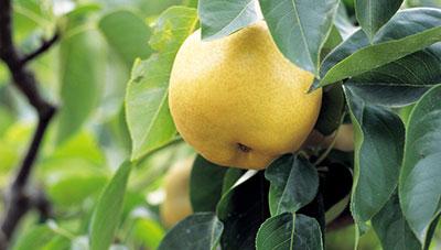 주경배나무이 월동형 어른벌레 제때 방제 해야