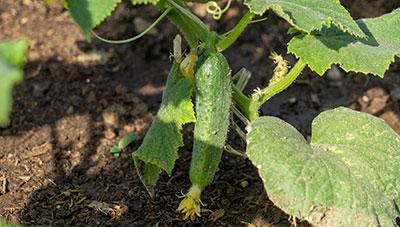 오이 응애류 피해  예방 위한 발생 초기 빠른 방제 필요