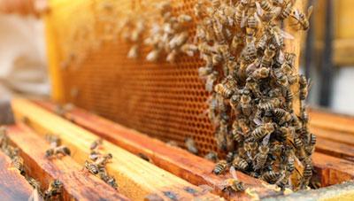 겨울철 월동 벌무리 집중 관리 요령