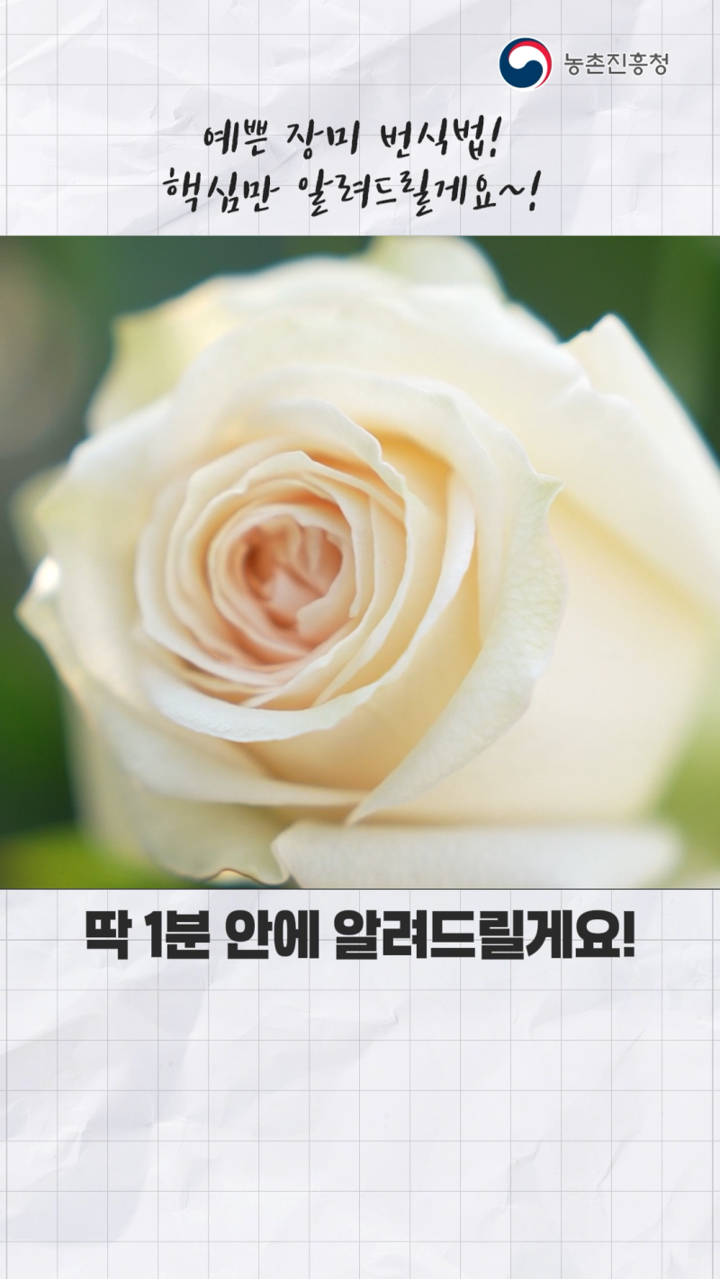 세계 시장 접수 준비 완료! K-장미 신품종 및 번식 기술 쇼츠 A