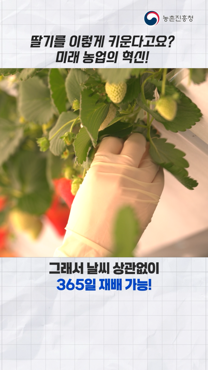 딸기 수직농장 재배기술_쇼츠 B