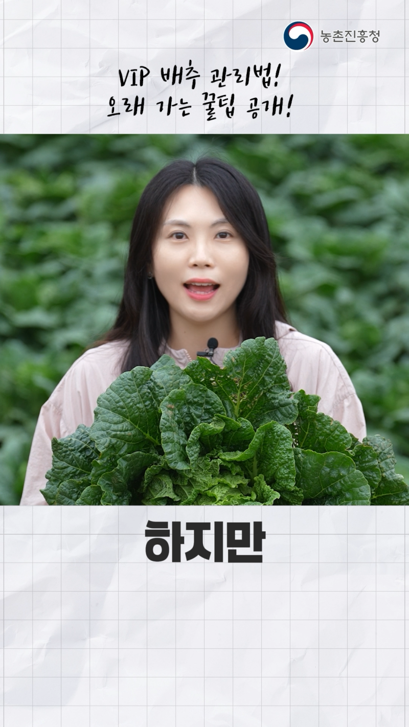 배추 장기저장을 위한 예냉 및 MA 포장기술_쇼츠 A