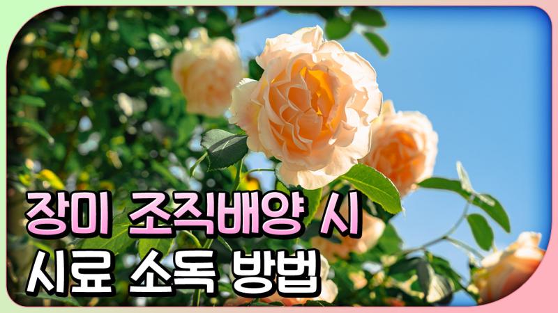 장미 조직배양 시 시료 소독 방법