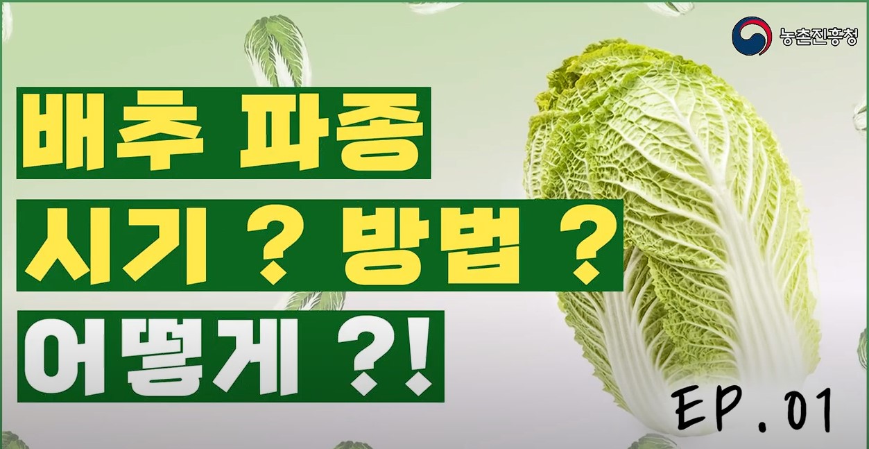 배추 재배기술