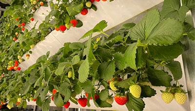 딸기 고슬 수직형 식물공장에서도 생산 가능