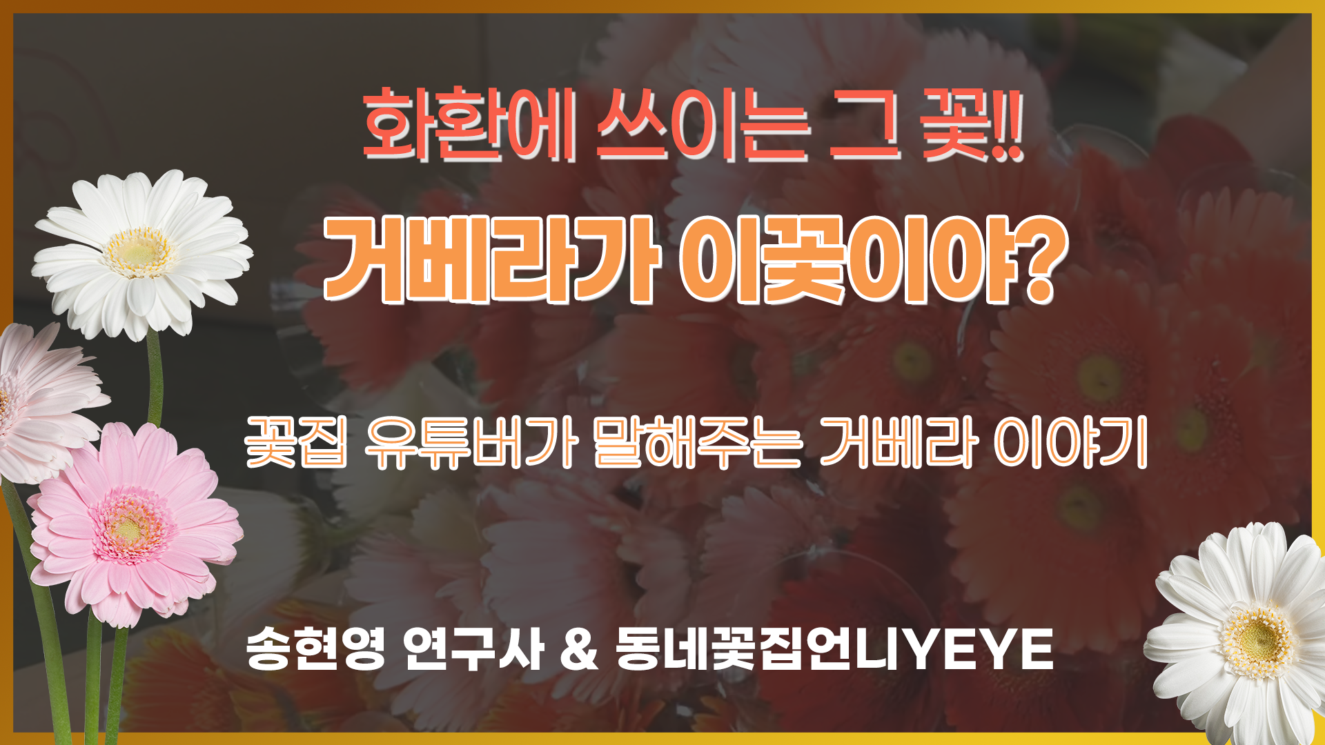 거베라 수확부터 유통까지_동네꽃집언니YEYE