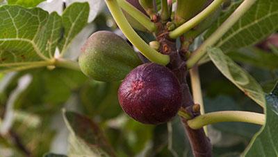 무화과곰보바구미 피해 우려 정밀 예찰 후 방제 해야