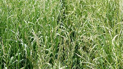 간척지 이탈리안라이그라스와 사료피 이용 연중 생산