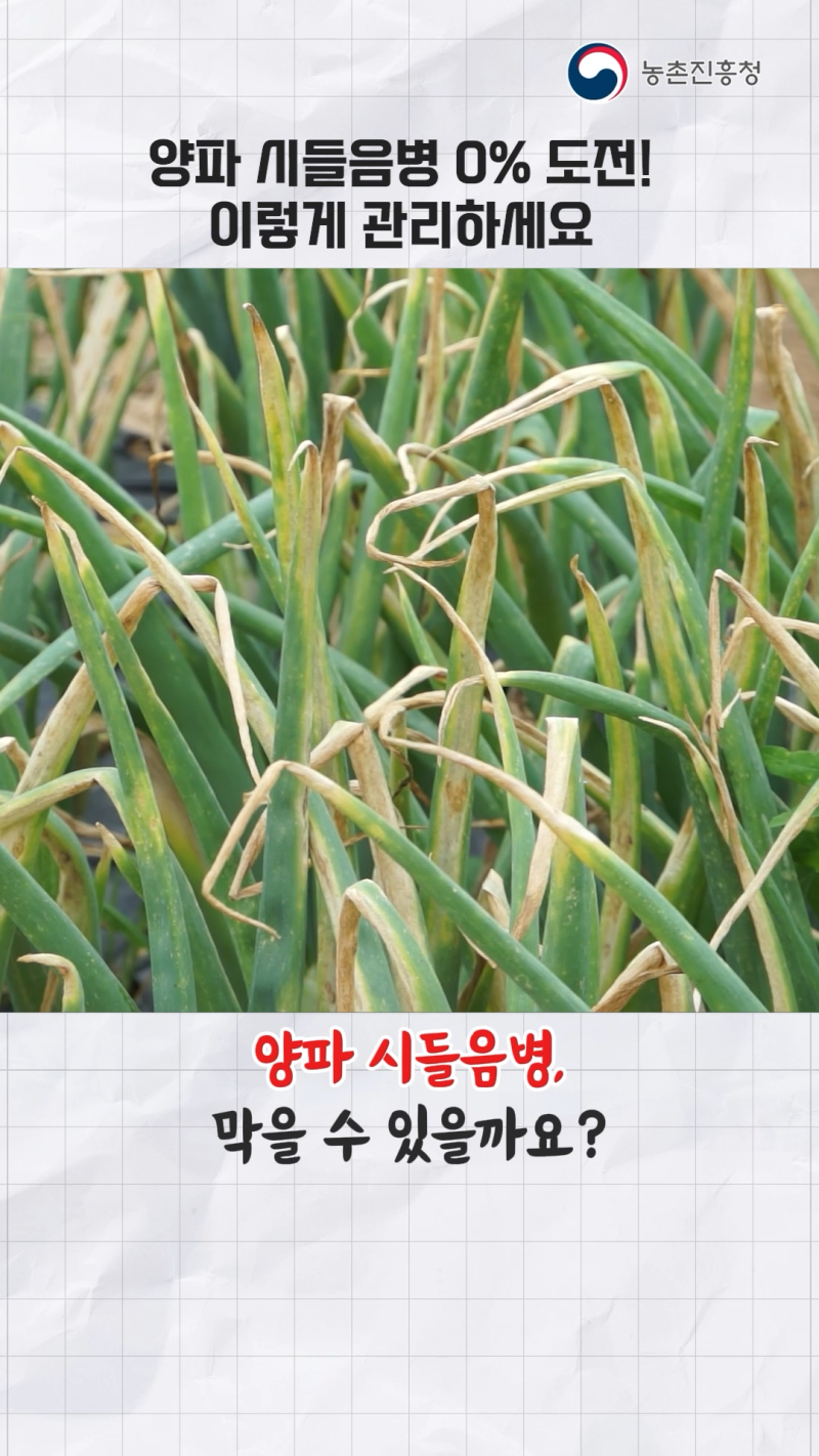 기계정식용 양파 재배시 시들음병 관리_쇼츠 B