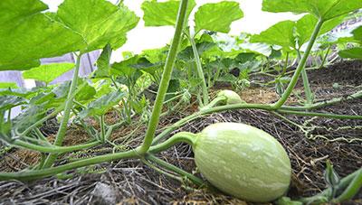 호박과실파리 과실 내부로 들어가기 전 방제가 중요