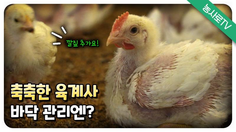 축축한 육계사 바닥 관리엔? 깔짚 추가요! 