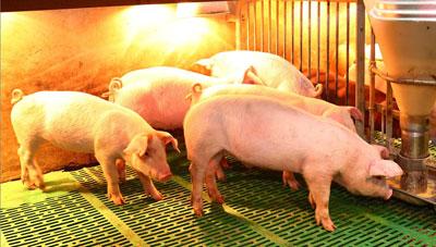 겨울철 축종별 가축 및 축사 환경 관리 요령